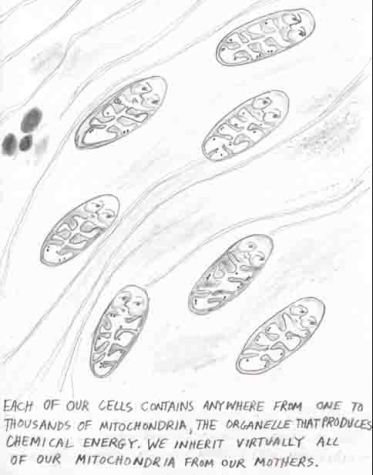 alices mighty mitochondira